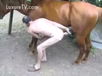 Animal XXX Tube - Gay in ebony bestiality video